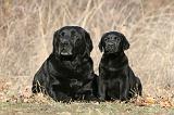 LABRADOR 1125